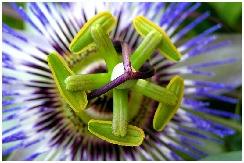 Passiflora