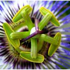 Passiflora