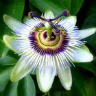 Passiflora