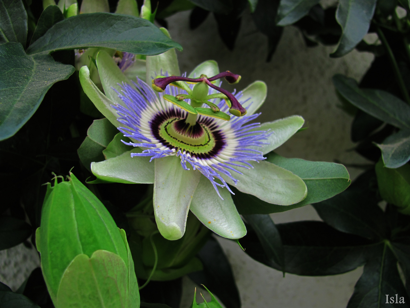 Passiflora..