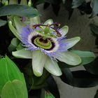 Passiflora..