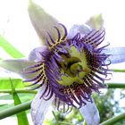 Passiflora