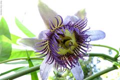 Passiflora