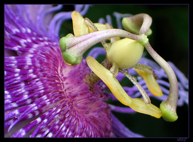 Passiflora