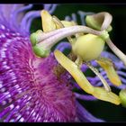 Passiflora