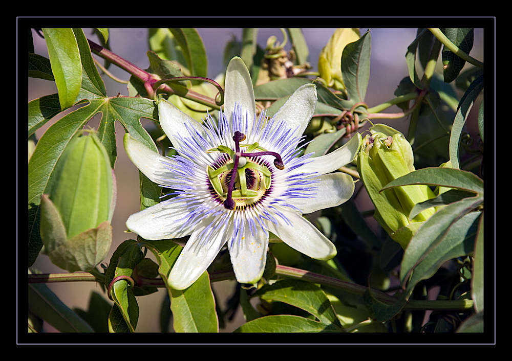 Passiflora