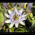 Passiflora