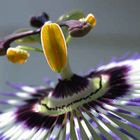 Passiflora