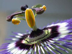 Passiflora