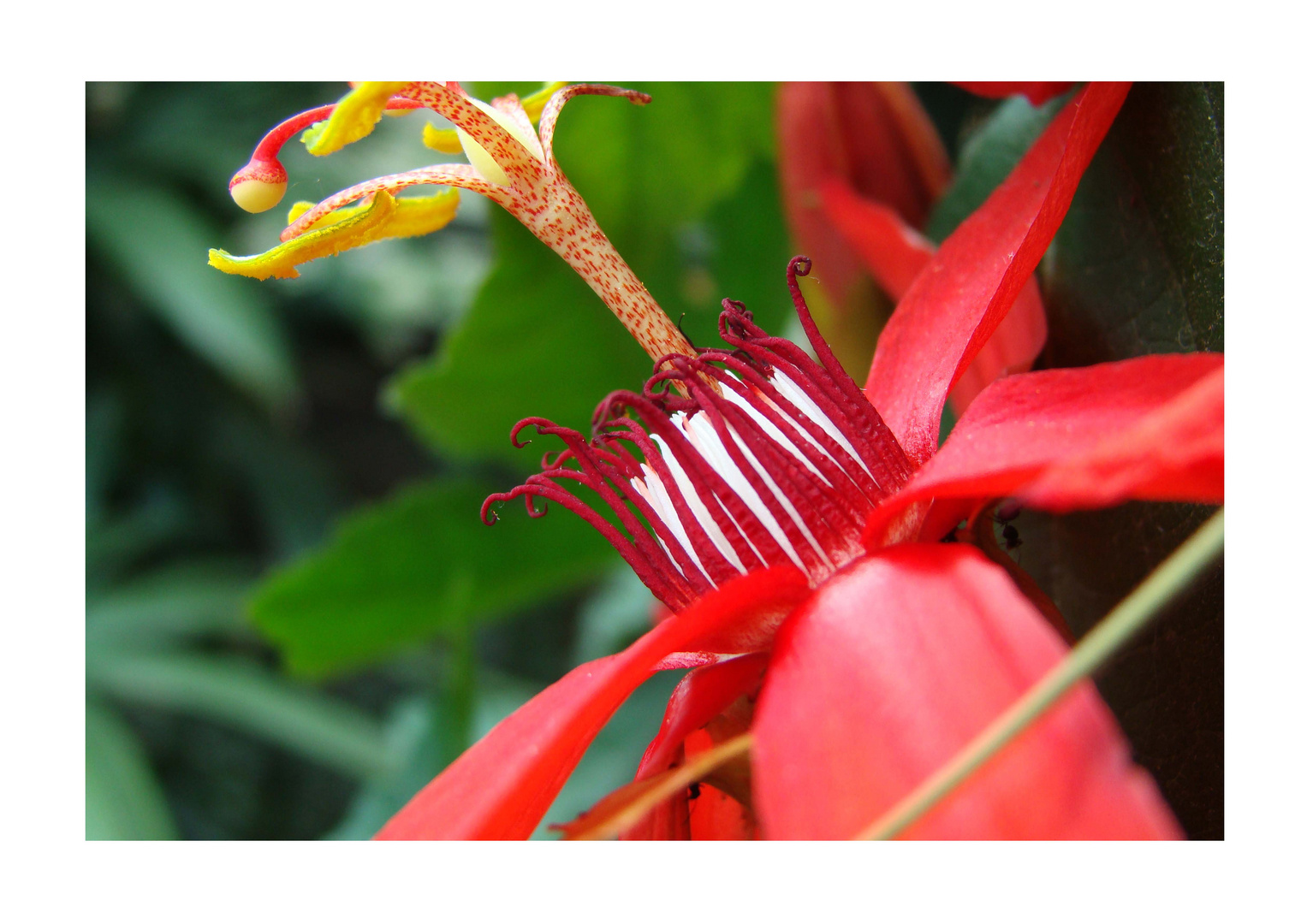 Passiflora