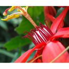 Passiflora