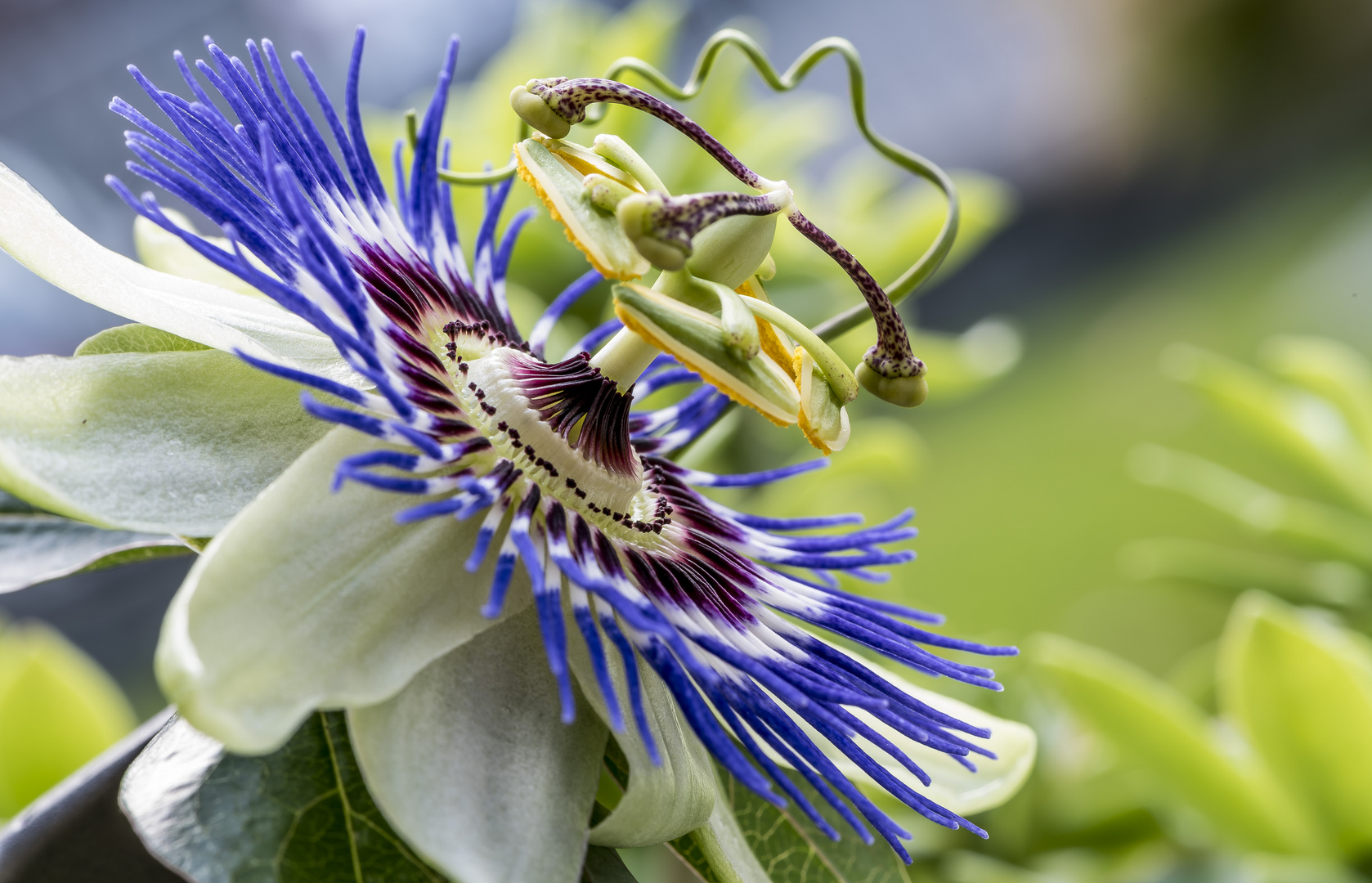 Passiflora