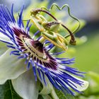 Passiflora