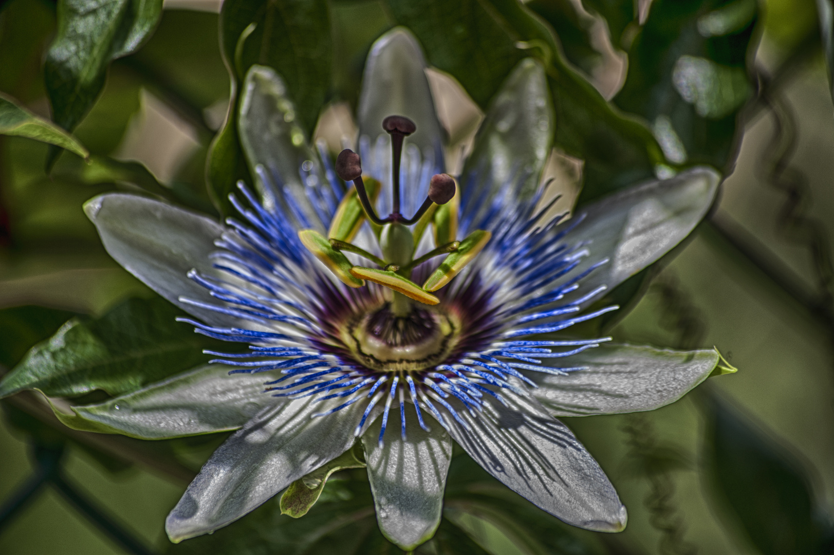 passiflora