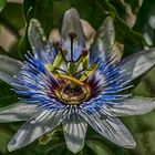 passiflora