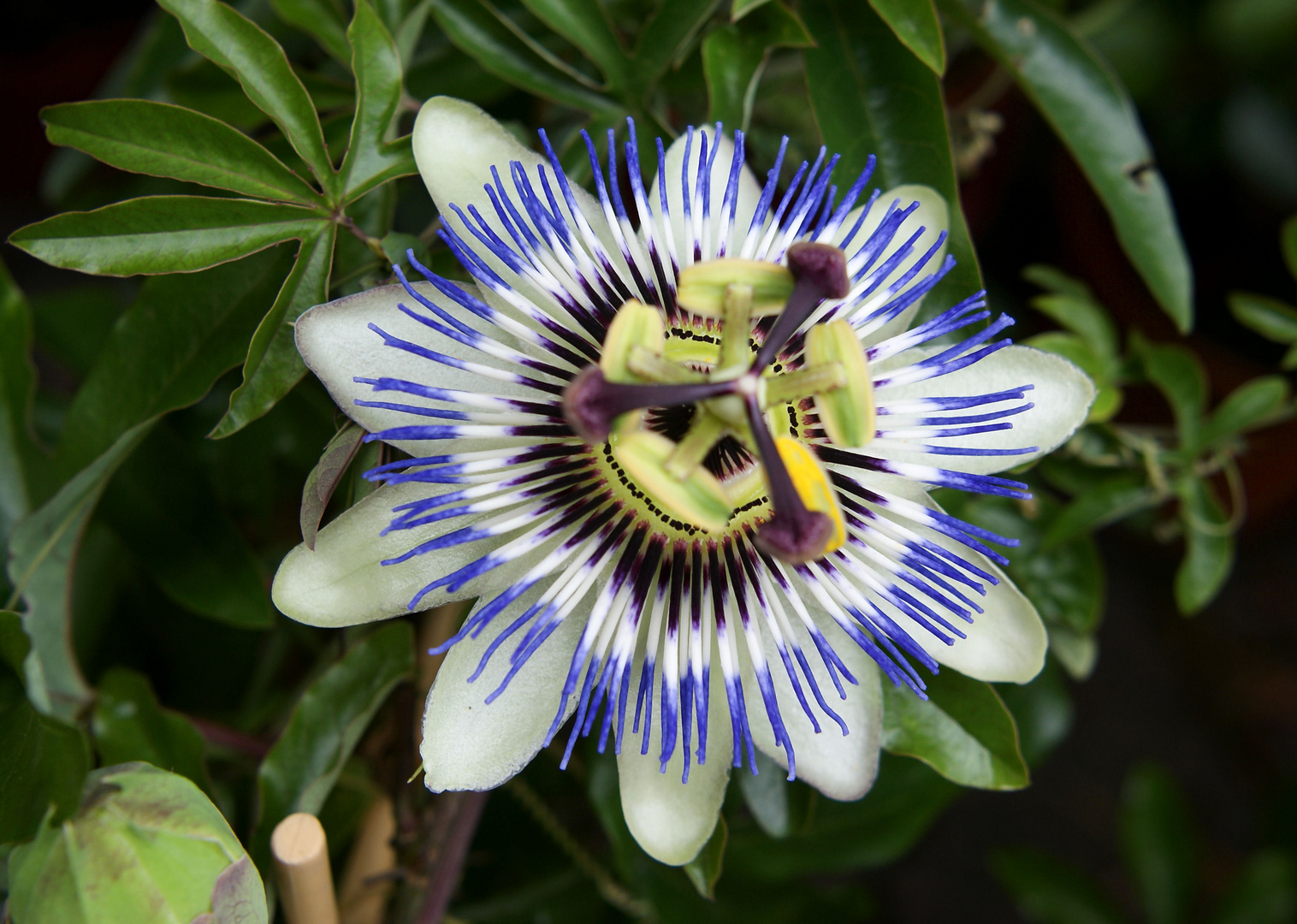 Passiflora...