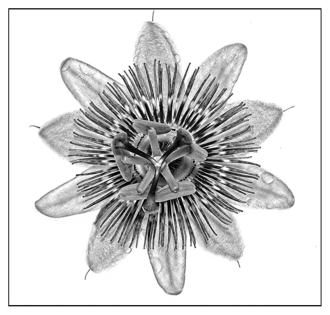 Passiflora