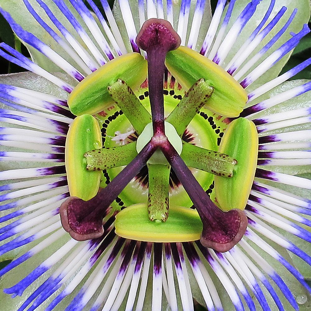 Passiflora Foto & Bild pflanzen, pilze & flechten, zimmerpflanzen