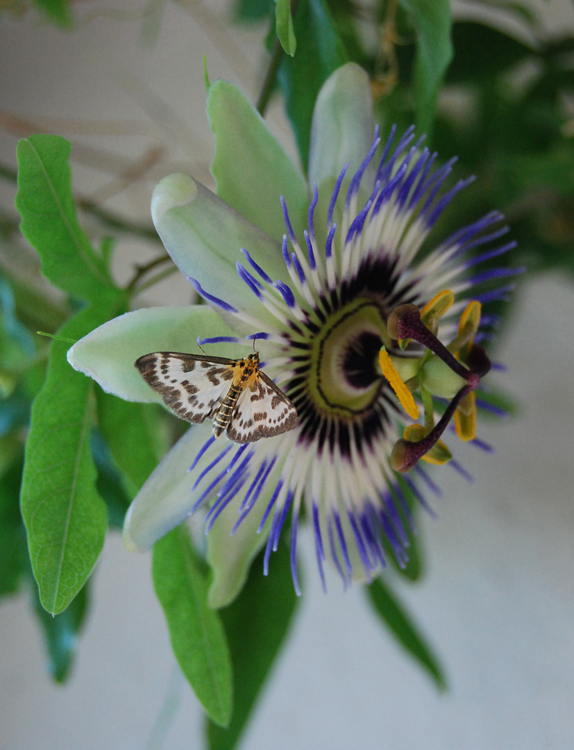 Passiflora