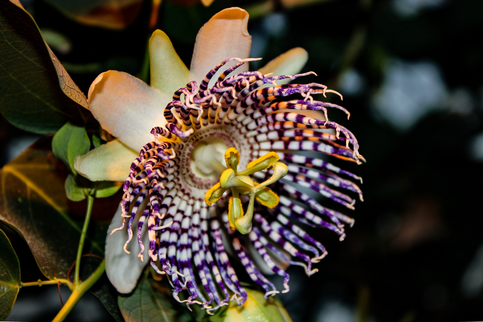 Passiflora actinia