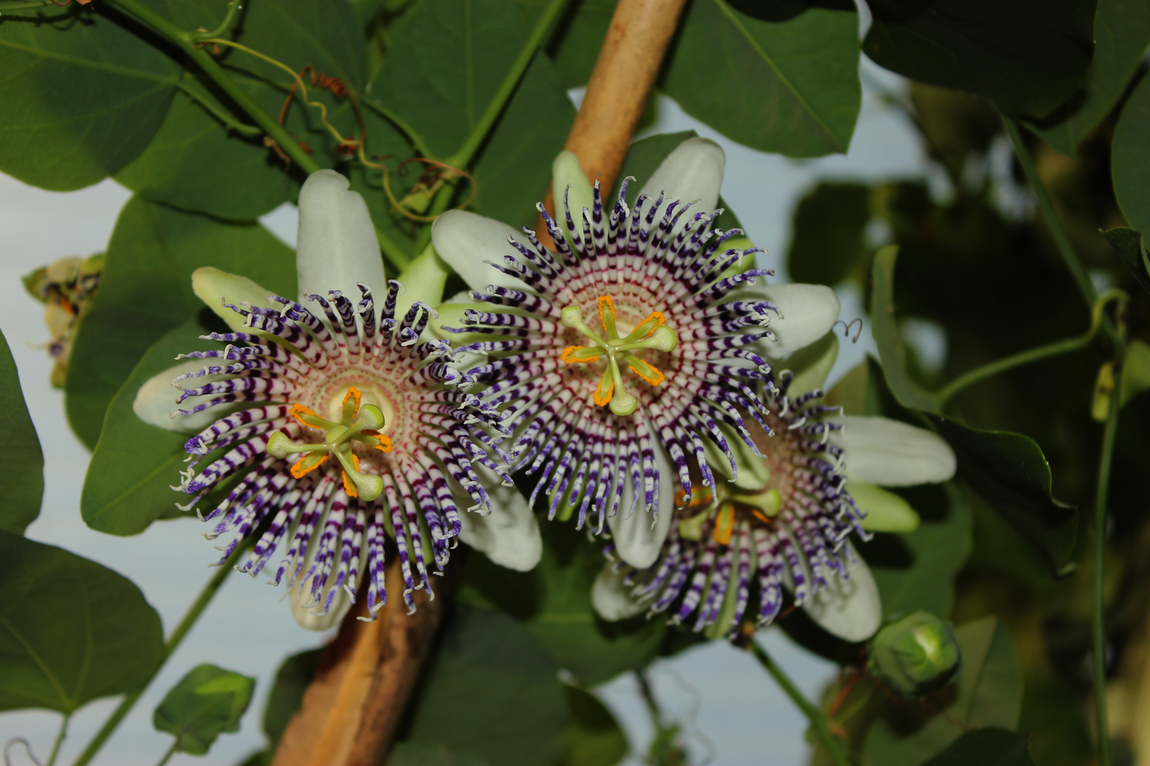 Passiflora actinia Foto & Bild | flower, makro, natur Bilder auf ...
