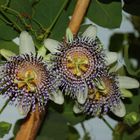 Passiflora actinia