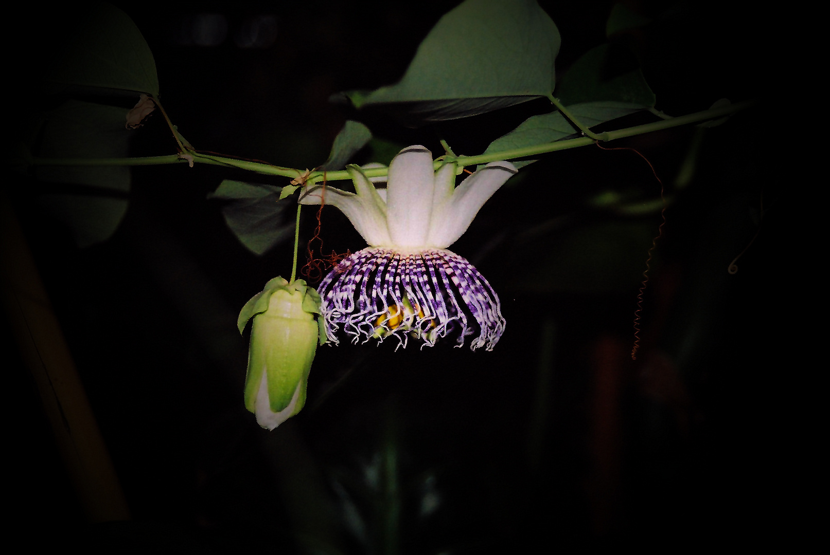 Passiflora actinia