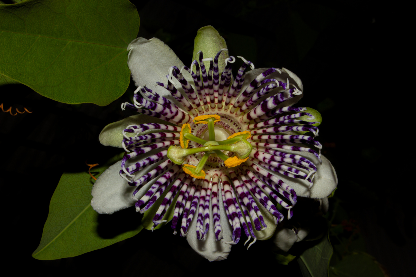 Passiflora actinia Foto & Bild | flower, makro, natur Bilder auf ...