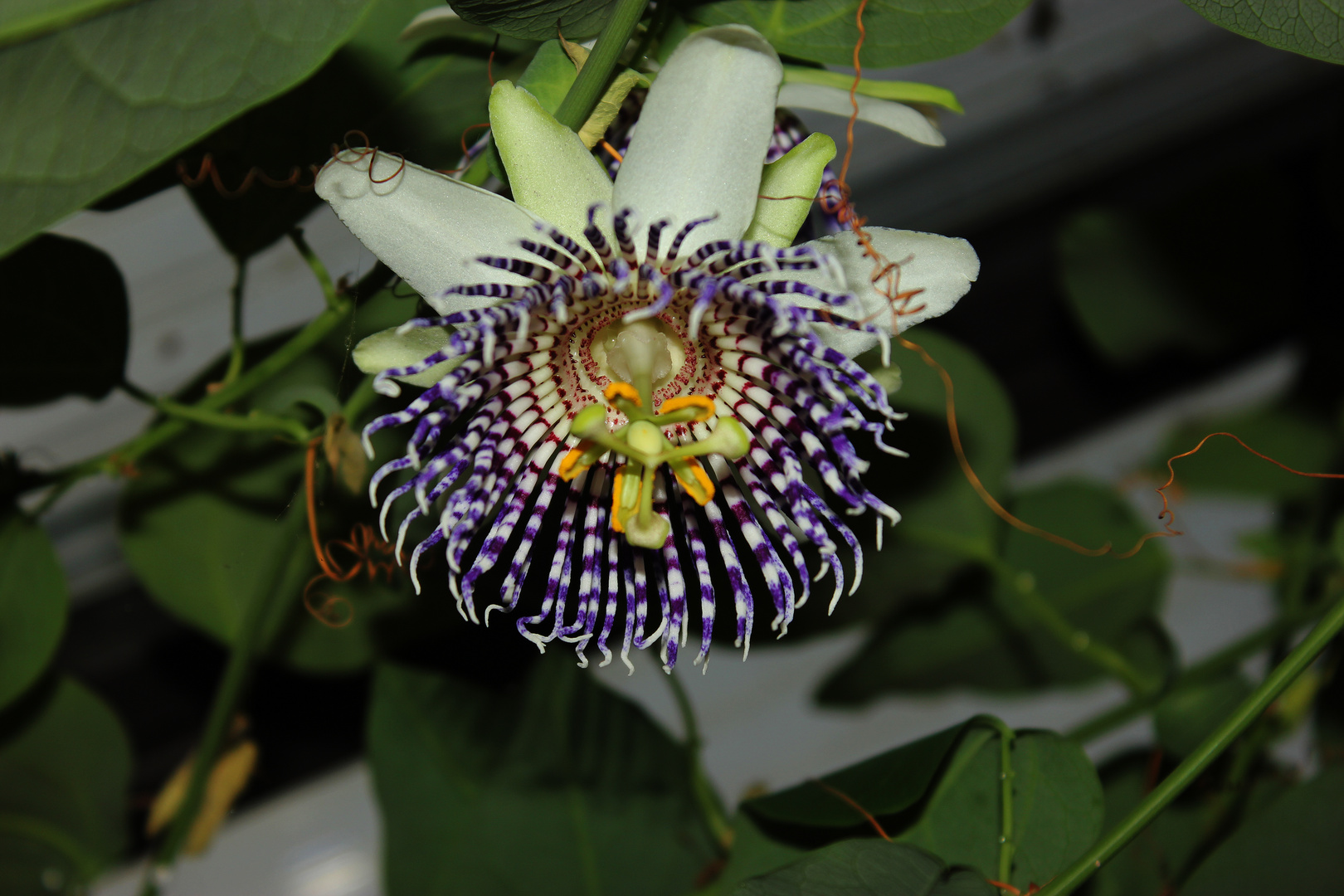 Passiflora actinia