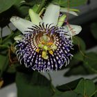 Passiflora actinia