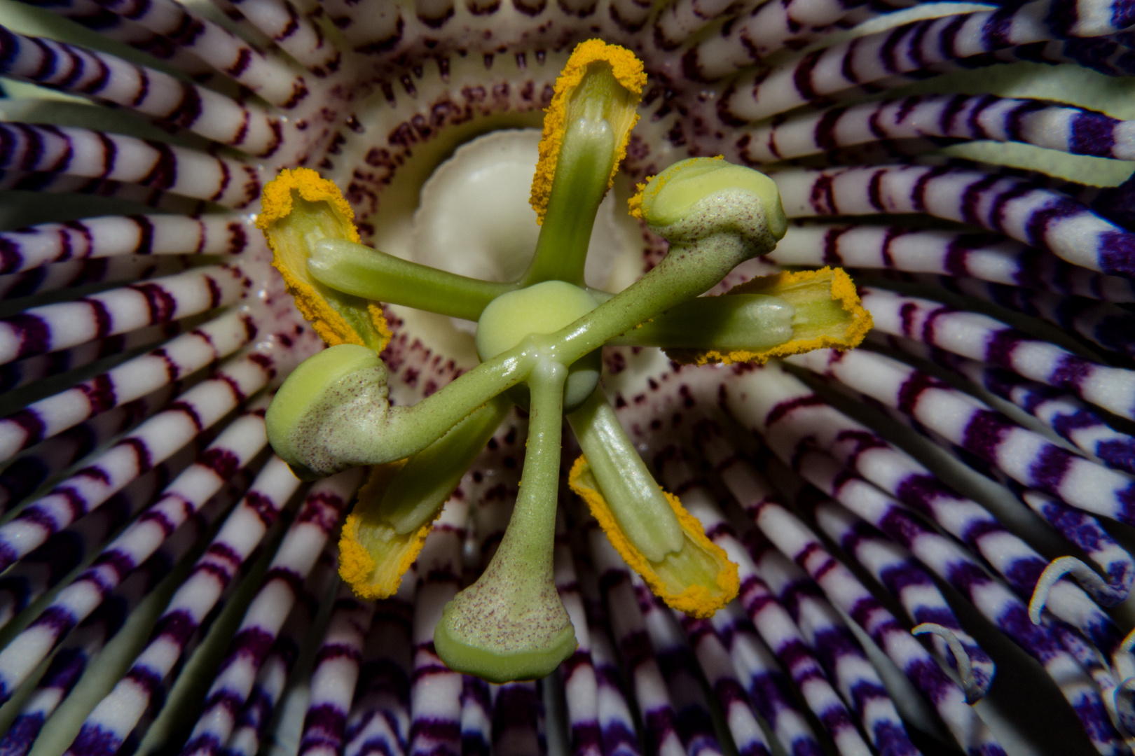 Passiflora actinia