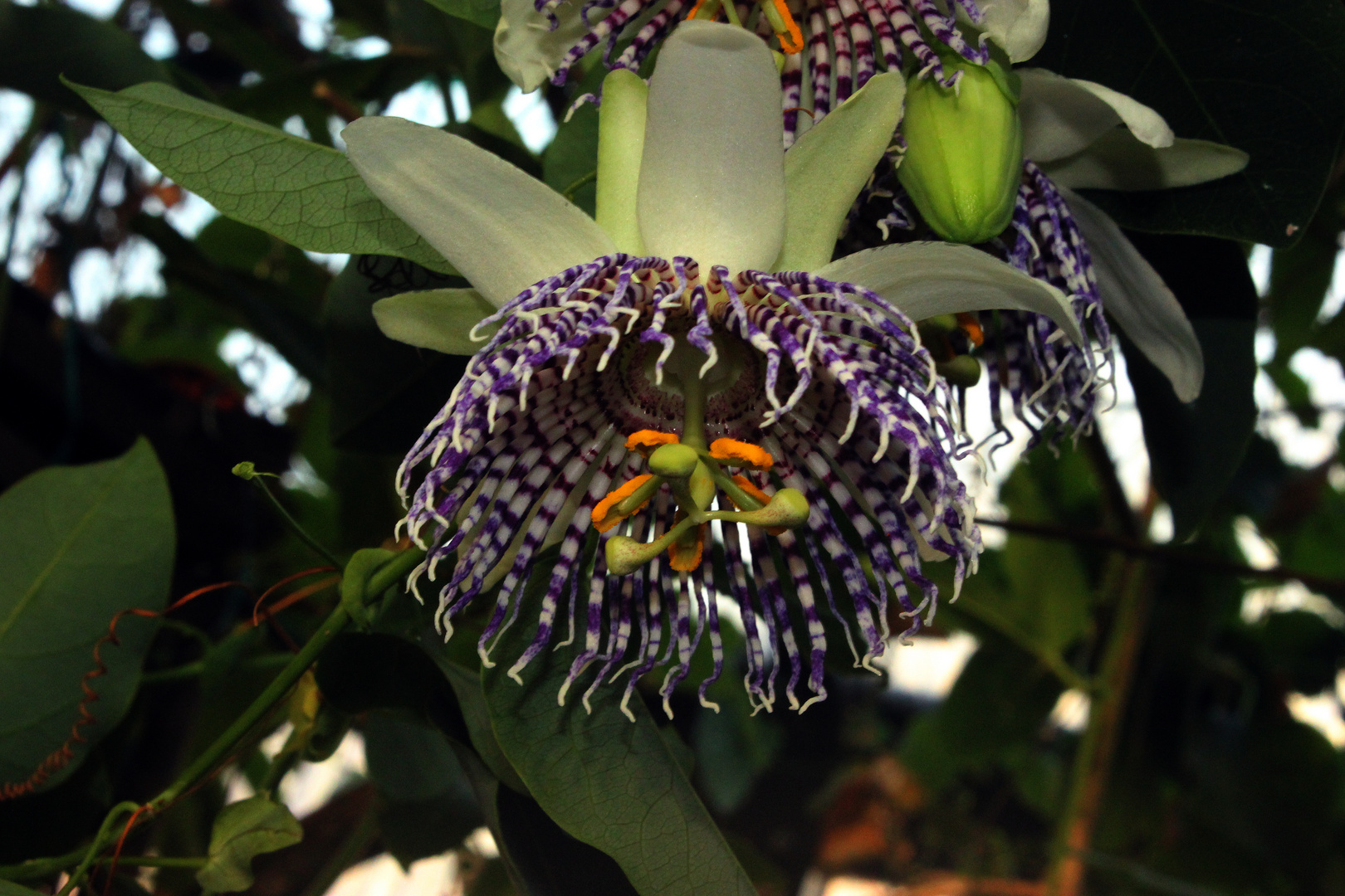Passiflora actinia Foto & Bild | flower, makro, natur Bilder auf ...