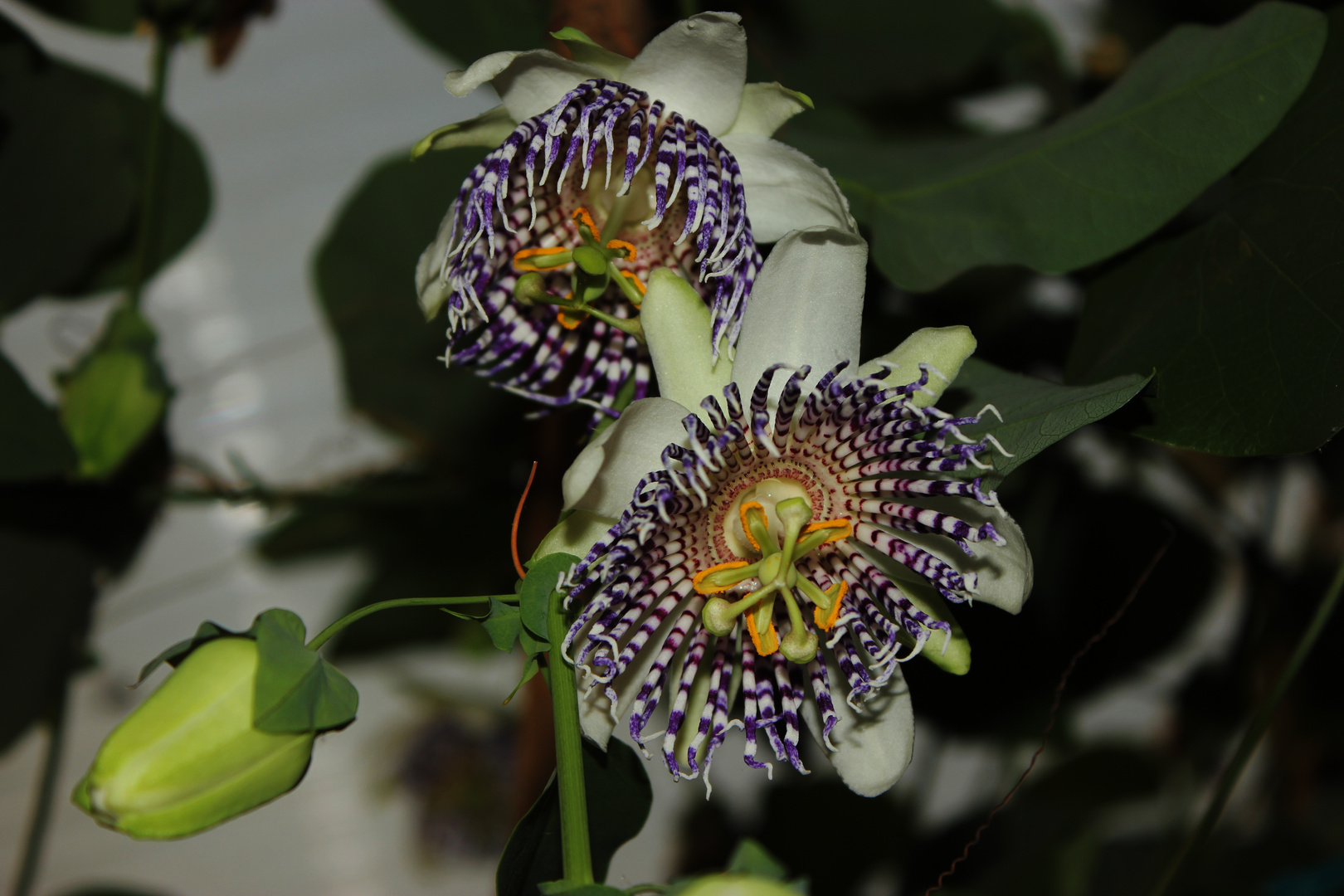 Passiflora actinia