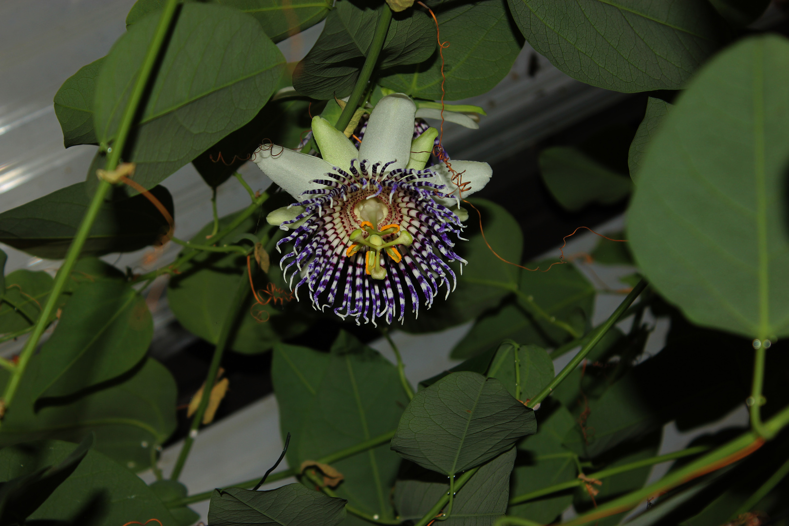 Passiflora actinia