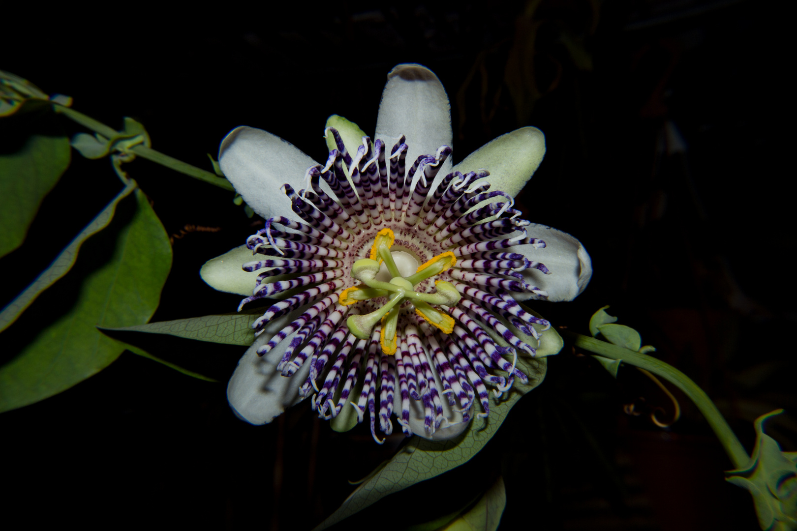 Passiflora actinia