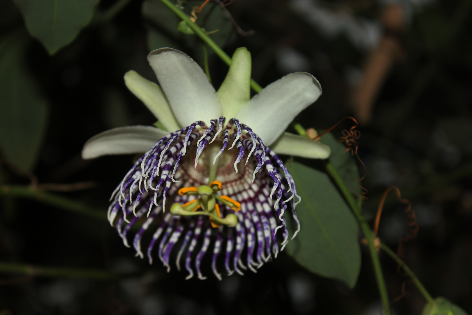 Passiflora actinia