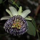 Passiflora actinia