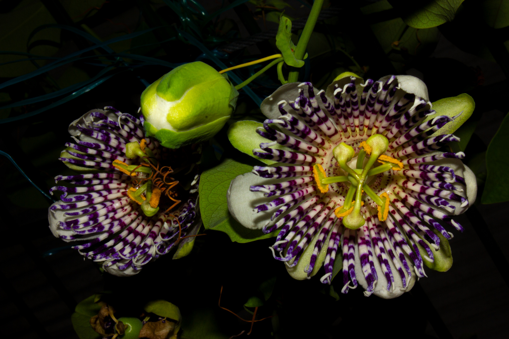 Passiflora actinia