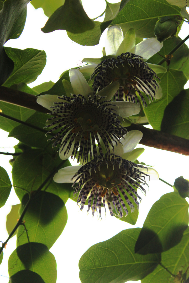 Passiflora actinia