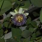 Passiflora actinia