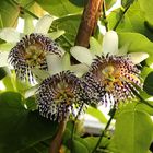 Passiflora actinia