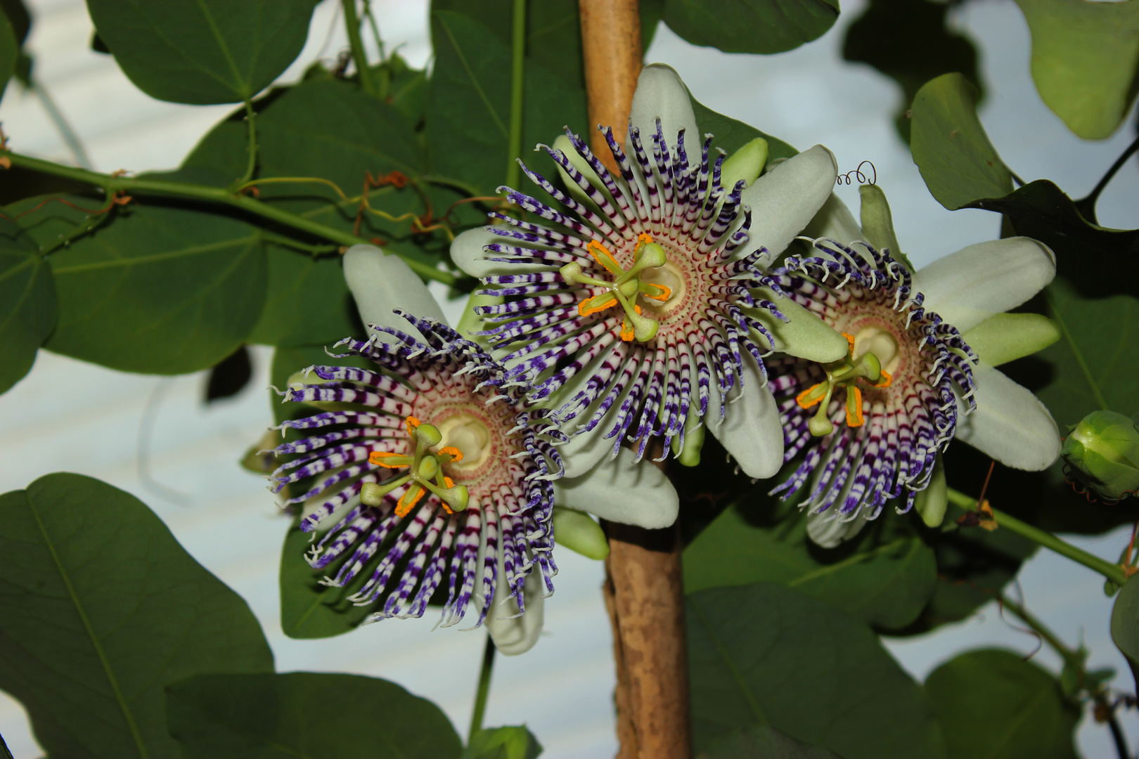 Passiflora actinia