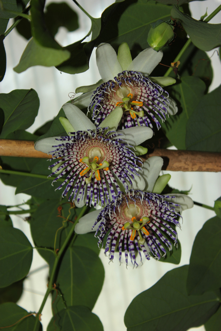 Passiflora actinia