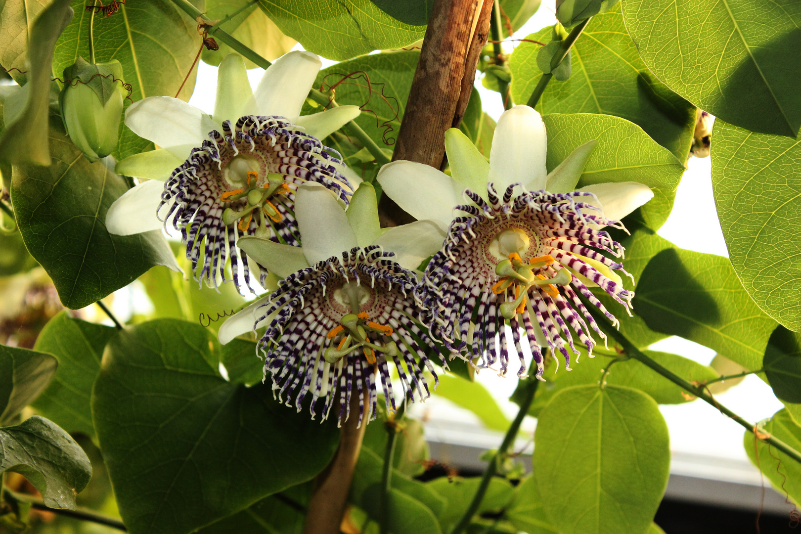 Passiflora actinia