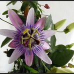 Passiflora ...