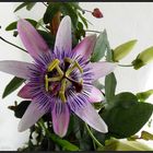 Passiflora ...