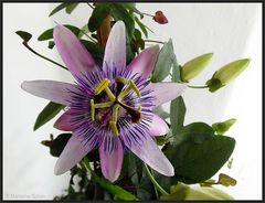 Passiflora ...