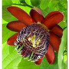 Passiflora alata