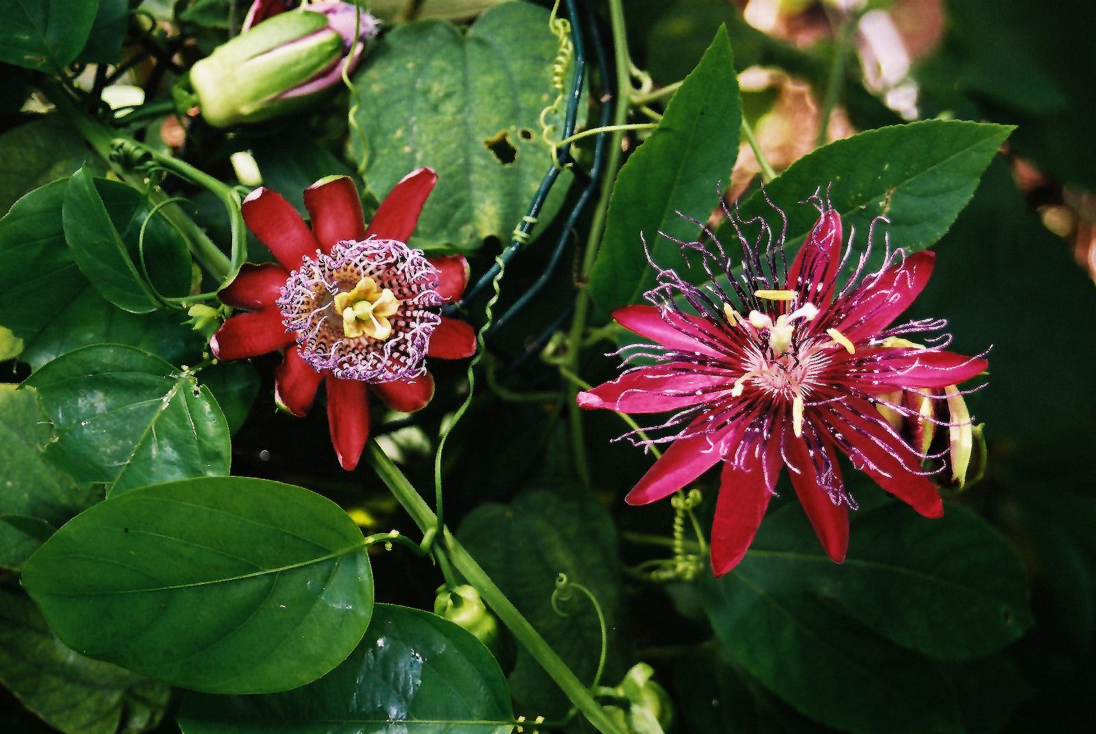 Passiflora alata and Passiflora Hybride