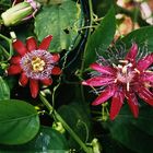 Passiflora alata and Passiflora Hybride